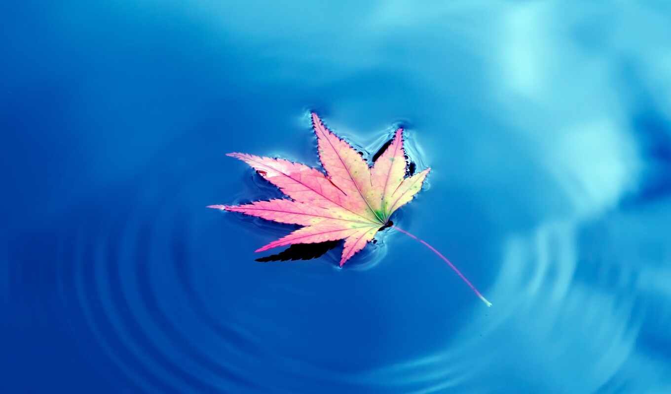 green, leaves, water, autumn, stock, foliage, maple, floating, falling, leaf