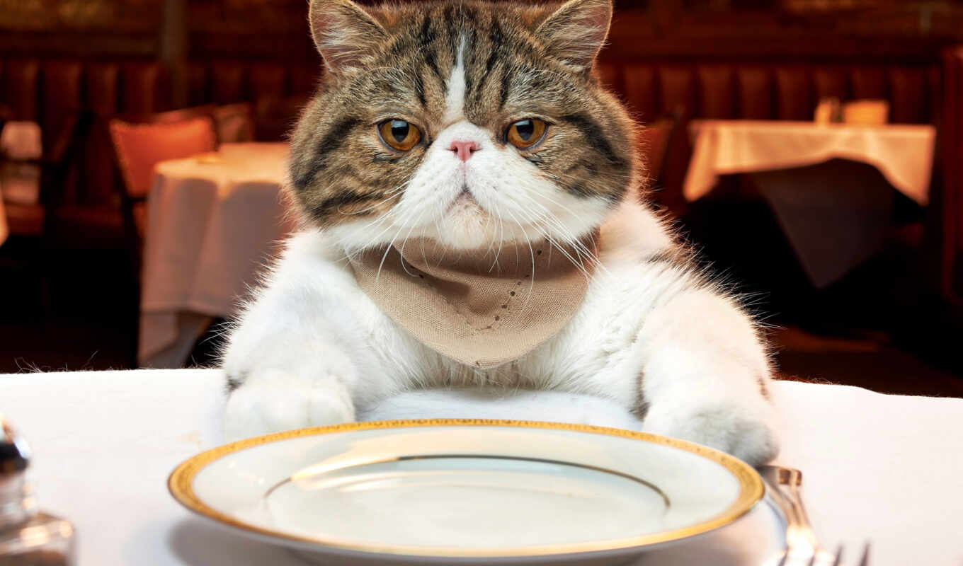 there is, meal, cat, wants