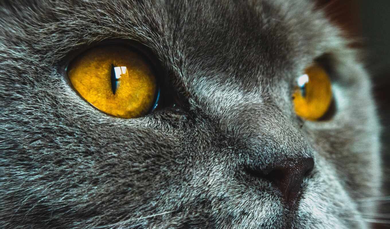 глаза, кот