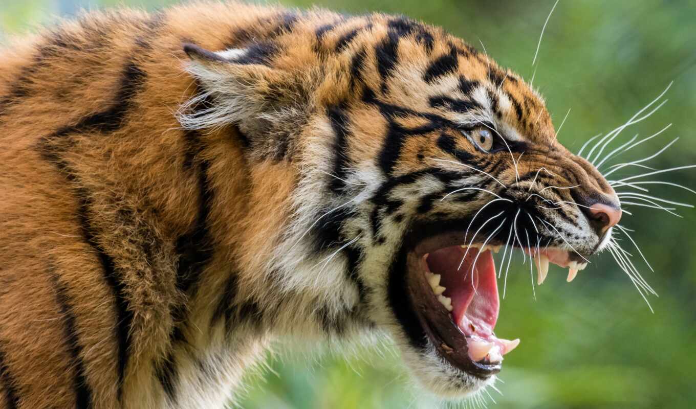 кот, май, хищник, тигр, wild, морда, animal, ухмылка, костер, permission, агрессивные