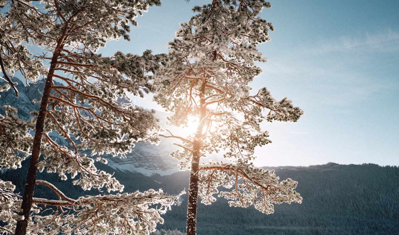nature, white, tree, ice, frost, snow, plant, outdoors, the, larch