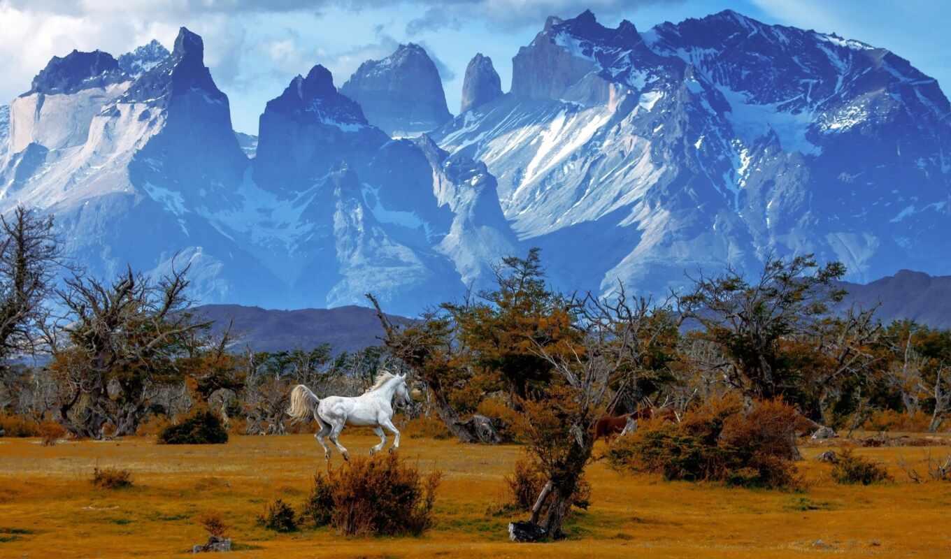 природа, art, лошадь, гора, del, park, paine, chile, patagonia, national, torre