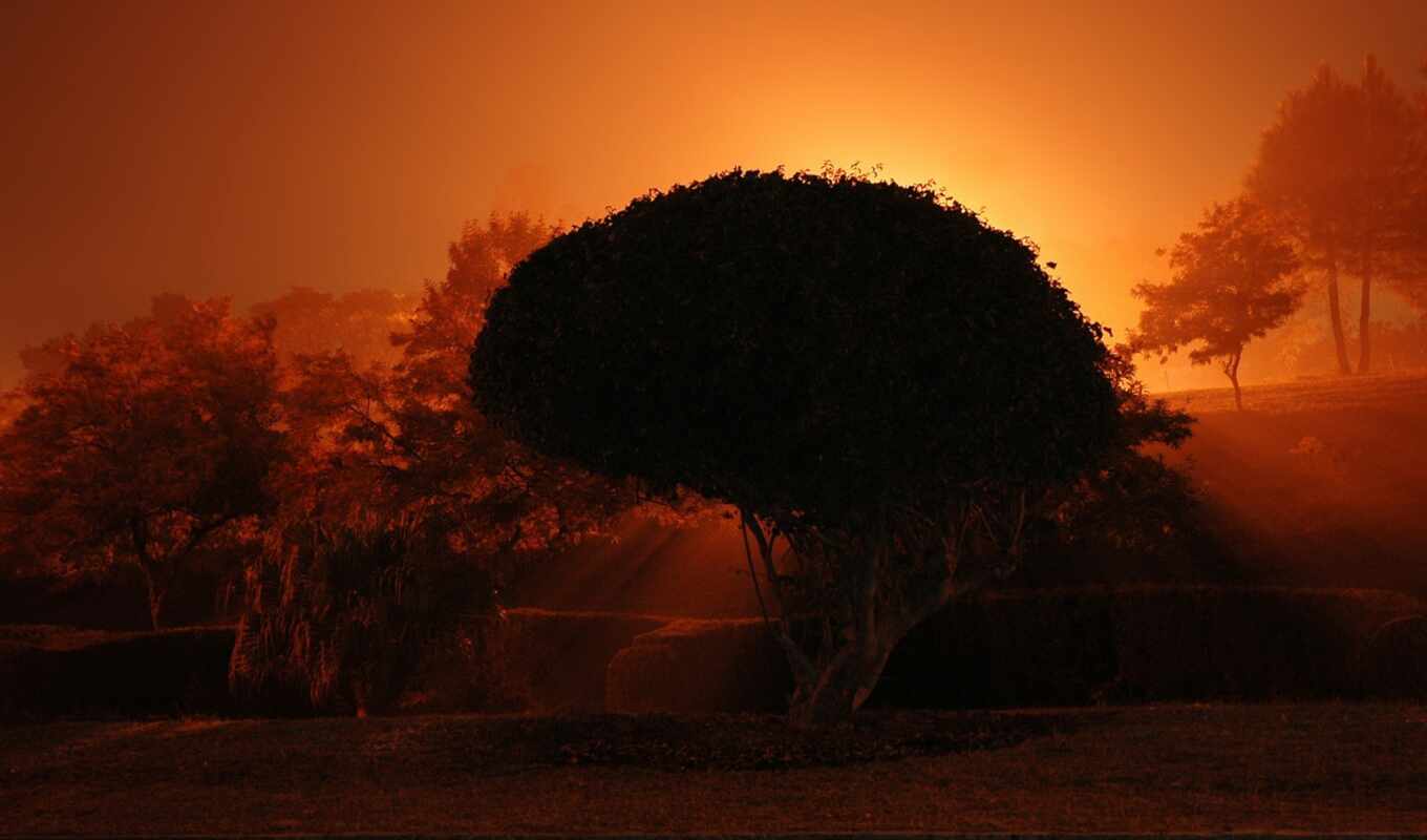 природа, дерево, закат, оранжевый