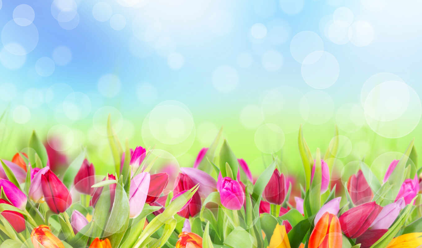 цветы, summer, вектор, клипарт, тюльпаны, букет, растровый, весенние, цветами, фоны, векторе