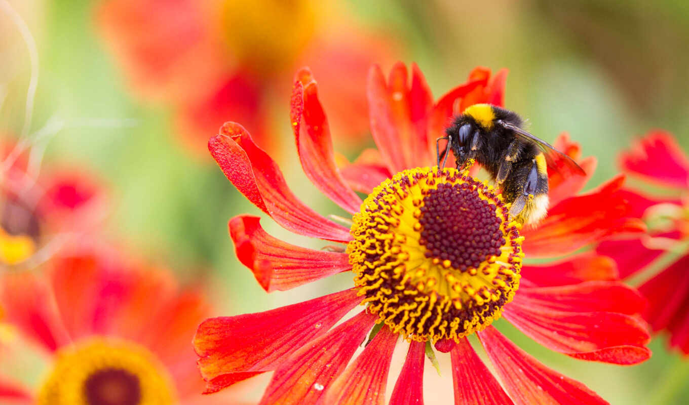 природа, los, insects, las, flores, zhivotnye, insectos, насекомые, abejas