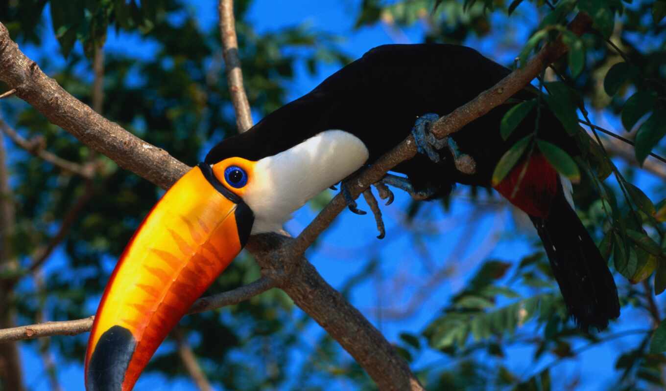 bird, toucan, beak, america, Lon, Considered, south, the most, ♪, pandus, tucans