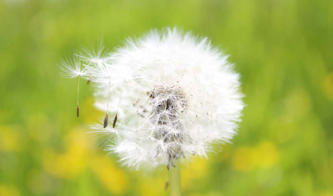 flowers, wall, paper, white, dandelion, stem, seed, fluffy, to collect, fonwall, makryi