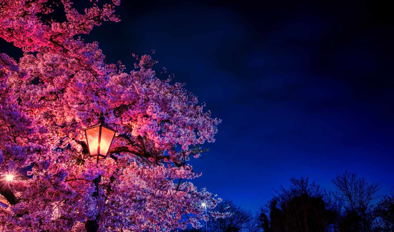 high, flowers, night, spring, blooms, sakura