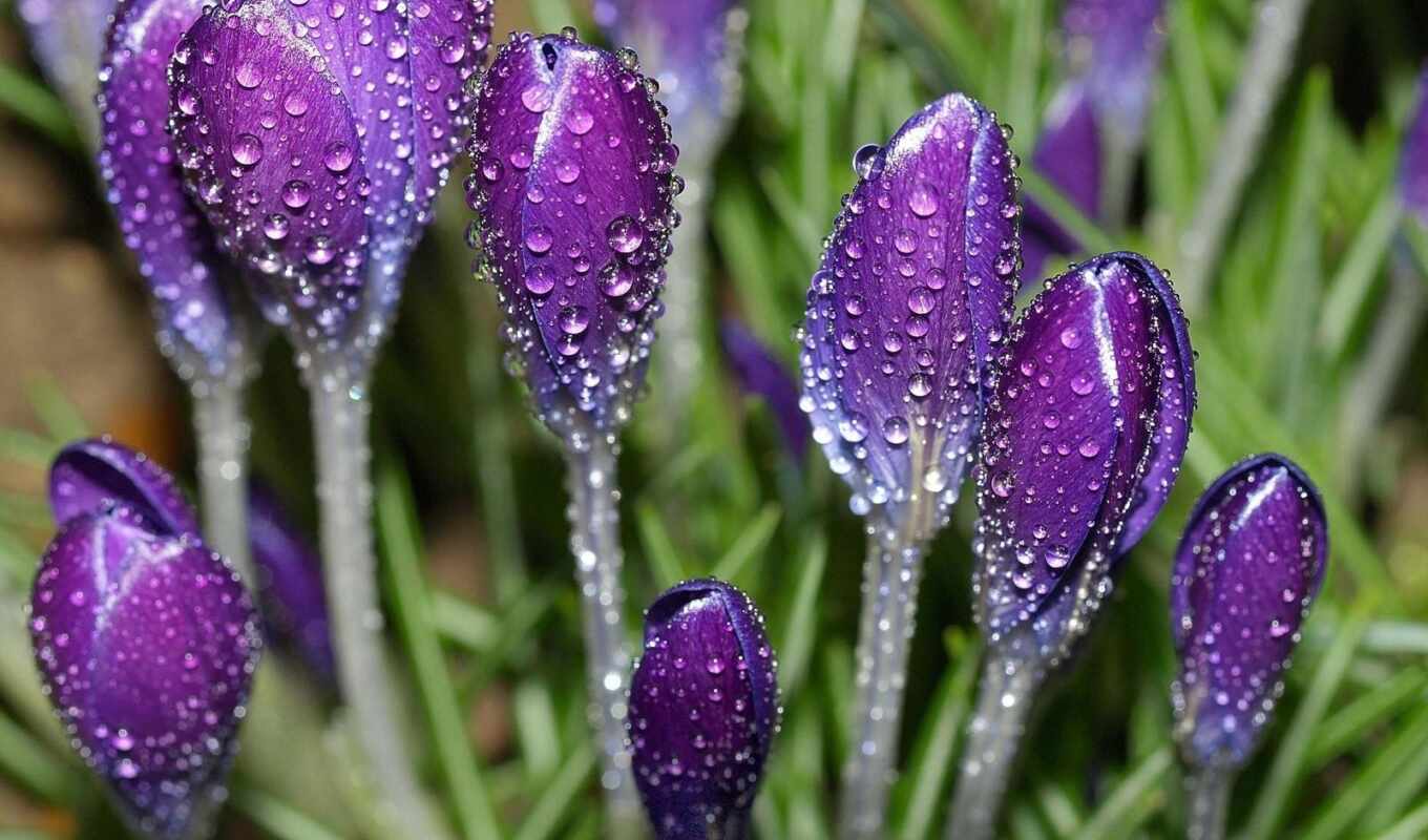 цветы, drop, purple, крокус, первоцвет