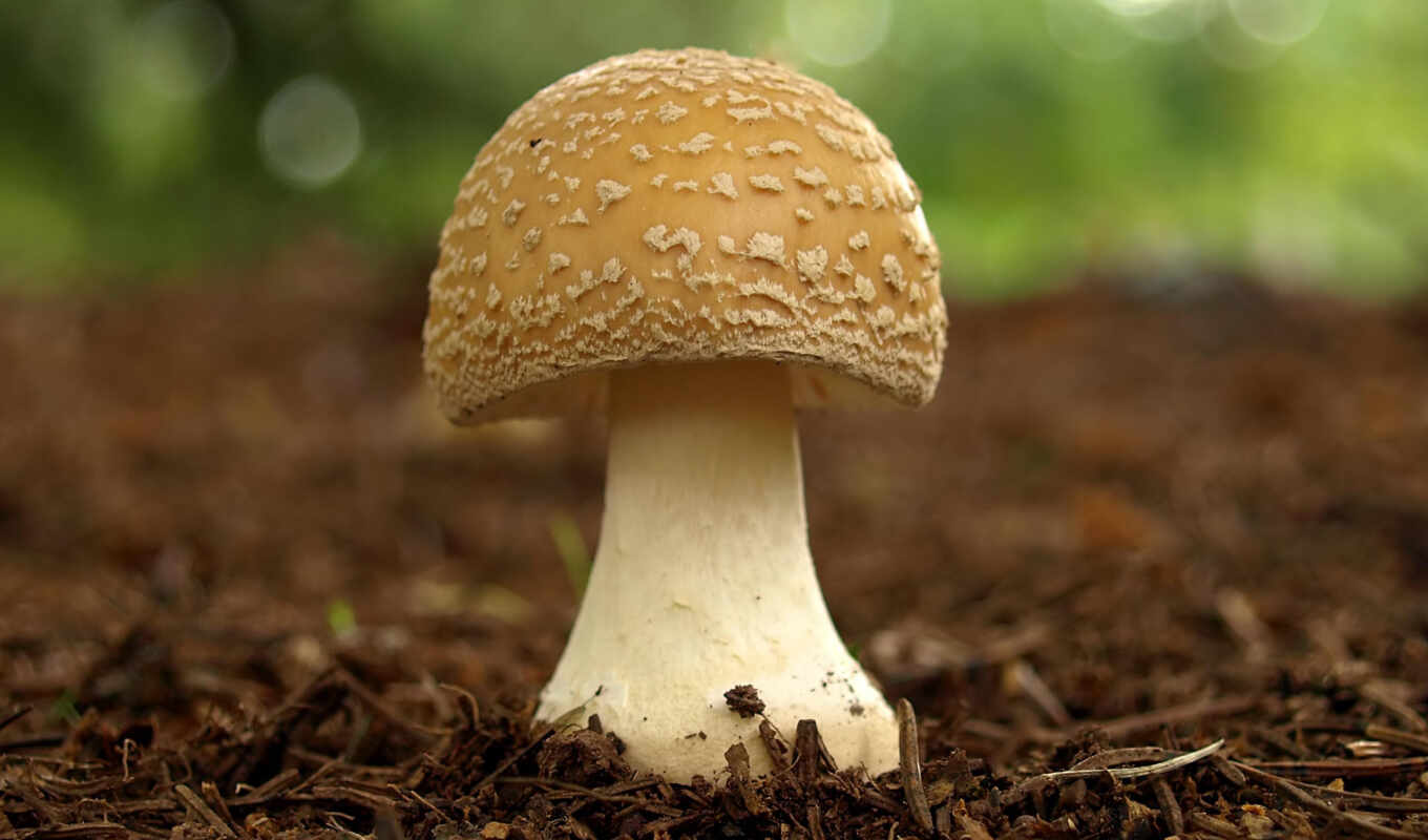 sexy, energy, вес, mushrooms, mushroom, потери