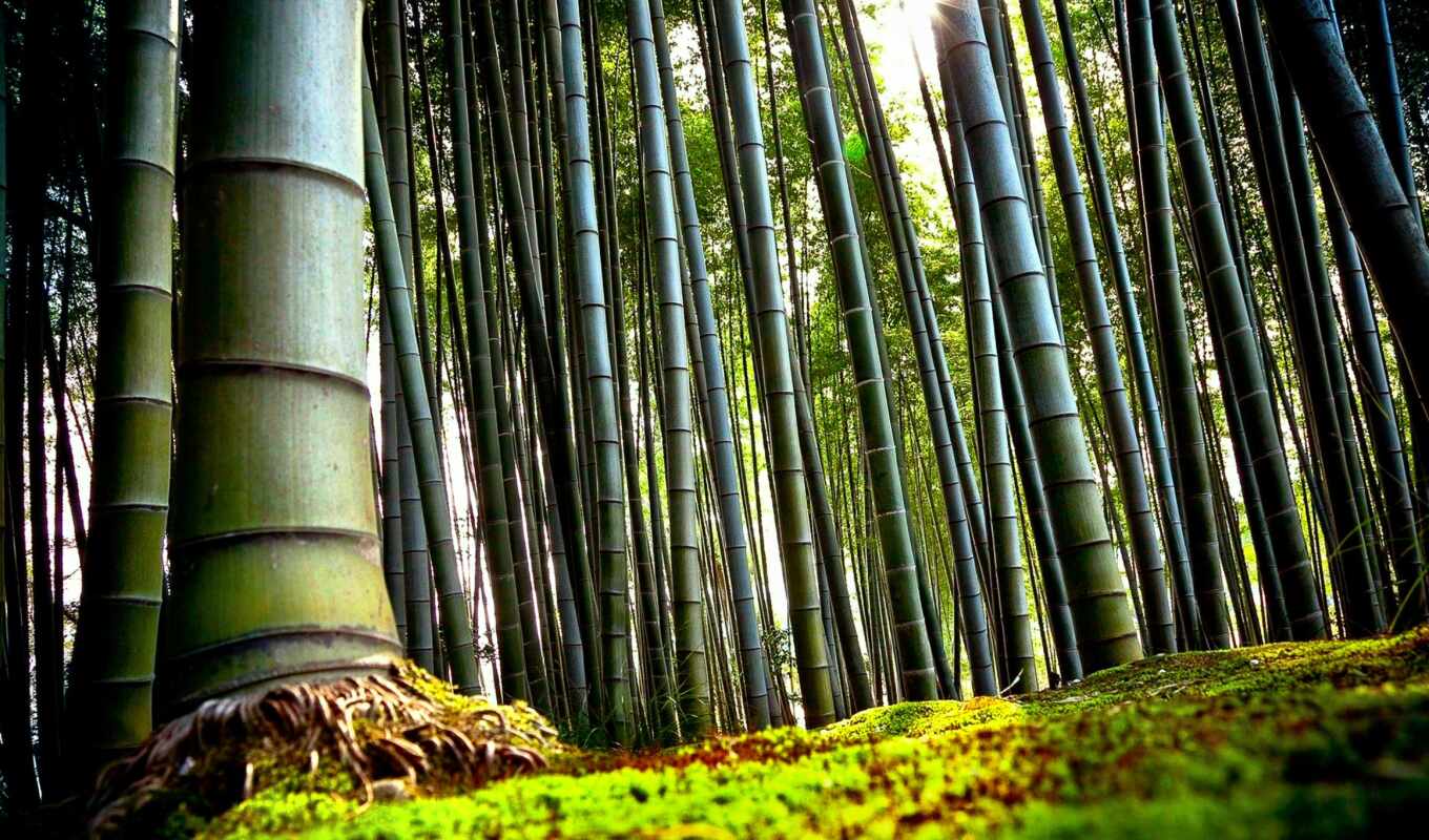 nature, like, beautiful, forest, Bridge, japanese, screensavers, bamboo, path, fence, kyoto