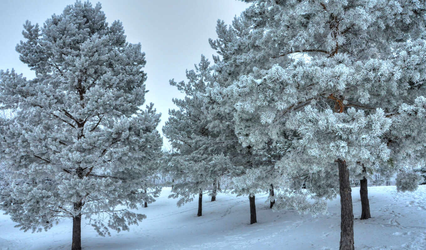 дерево, снег, winter, landscape, class, essay