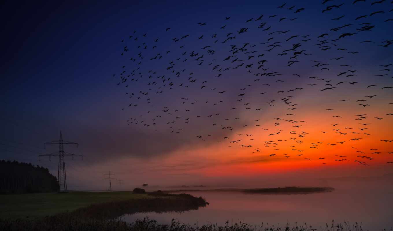 flight, bird, sunrise