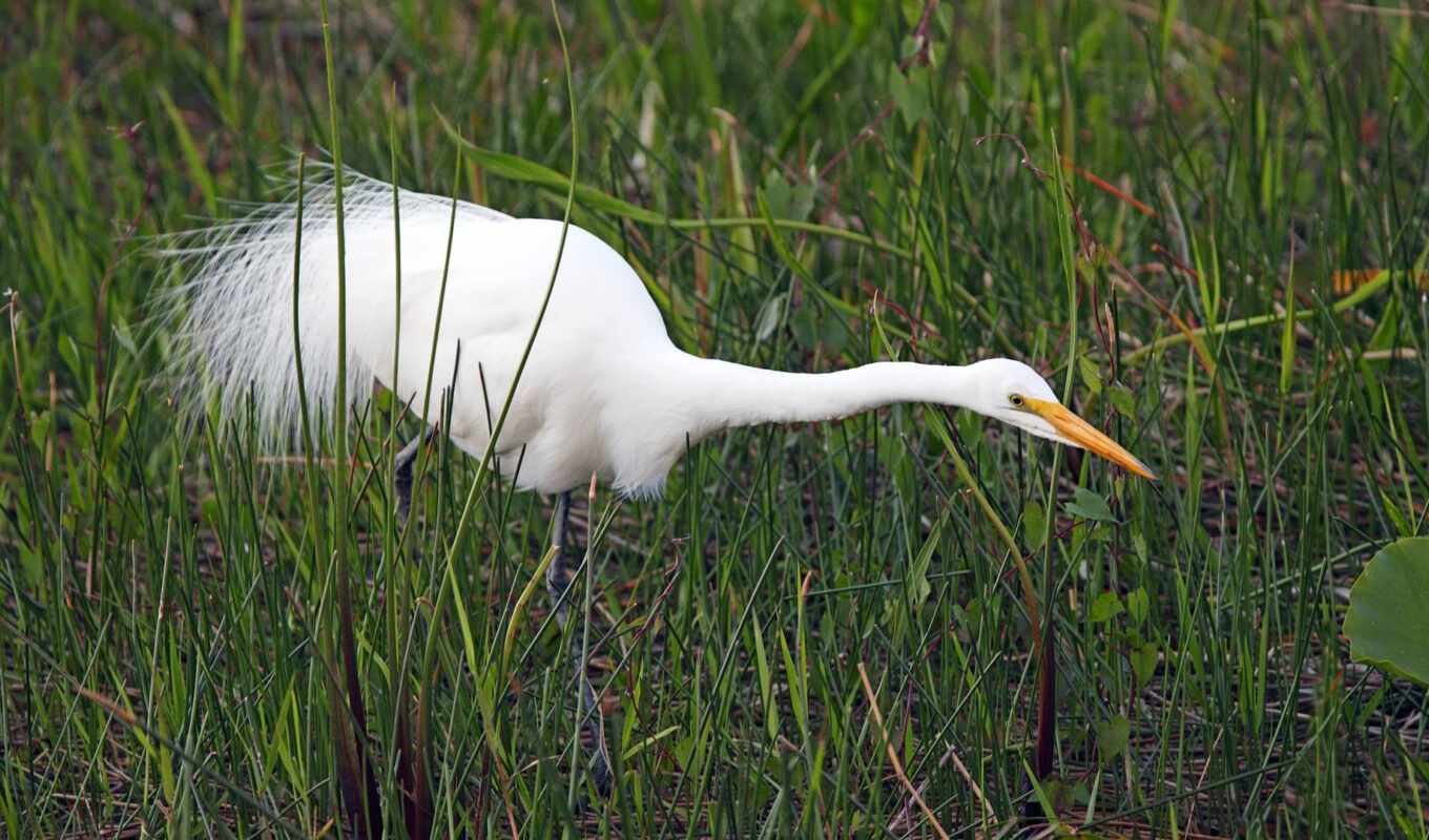 white, gallery, bird, animal, heron, egret, rare, everglad, pxfueleverglade