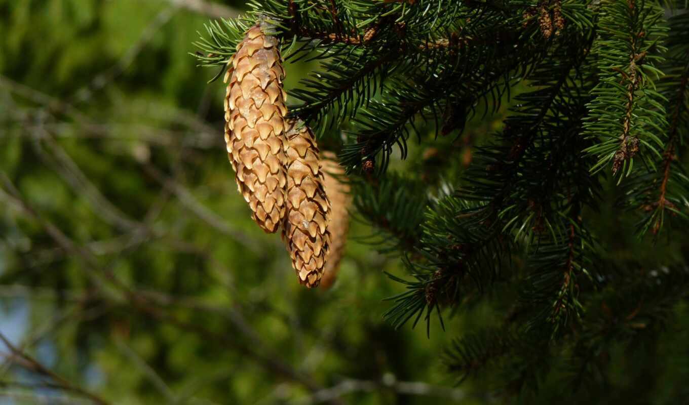 branch, cone, еловый