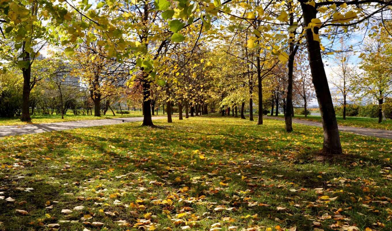 природа, трава, город, осень, листва, желтые, осенние, park, trees, красно, парки