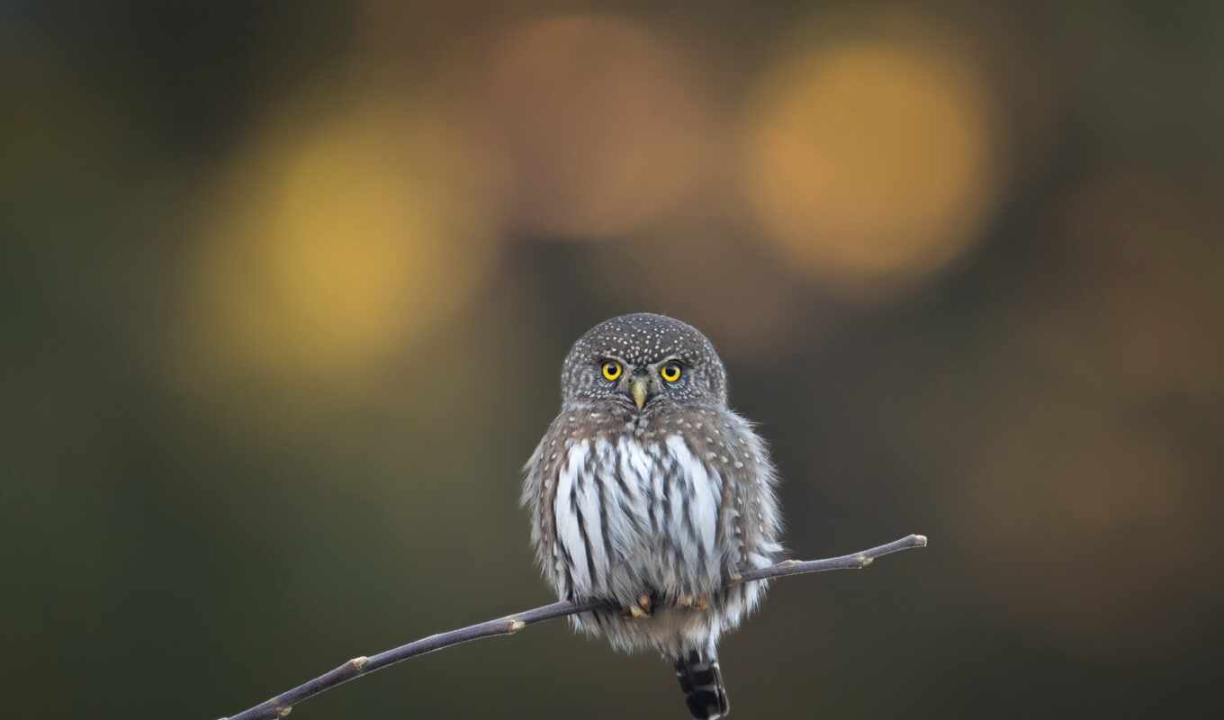 owl, pygmy