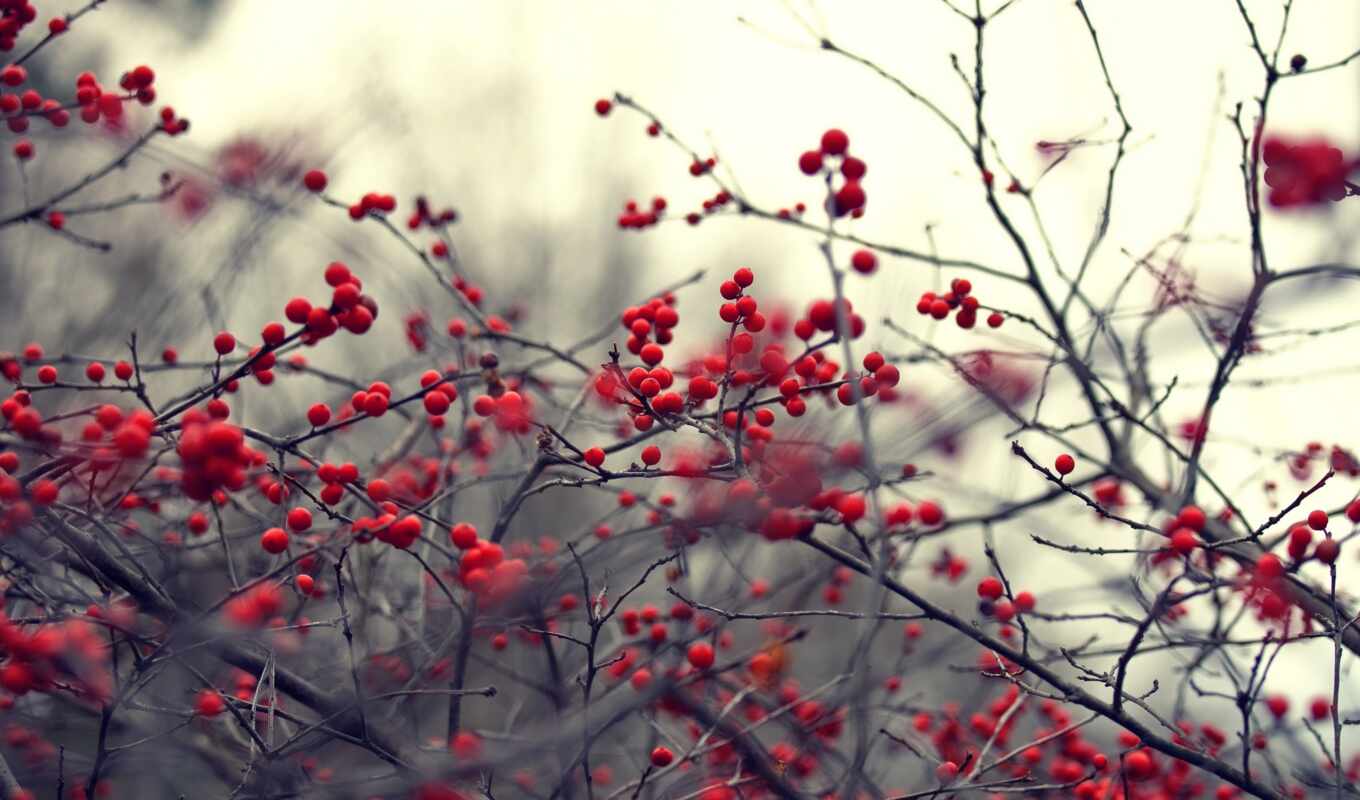 nature, branch, berry