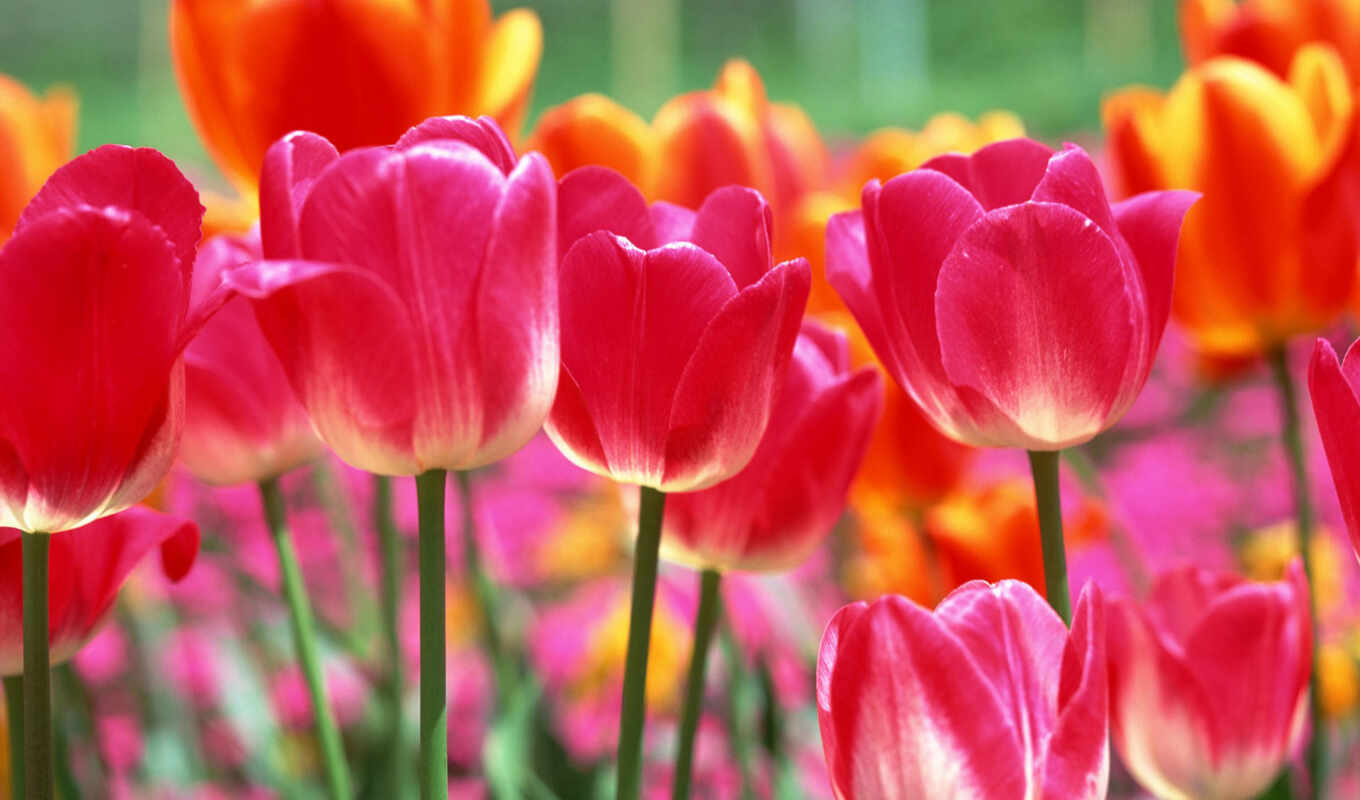 тюльпаны, марта, cvety, vesna