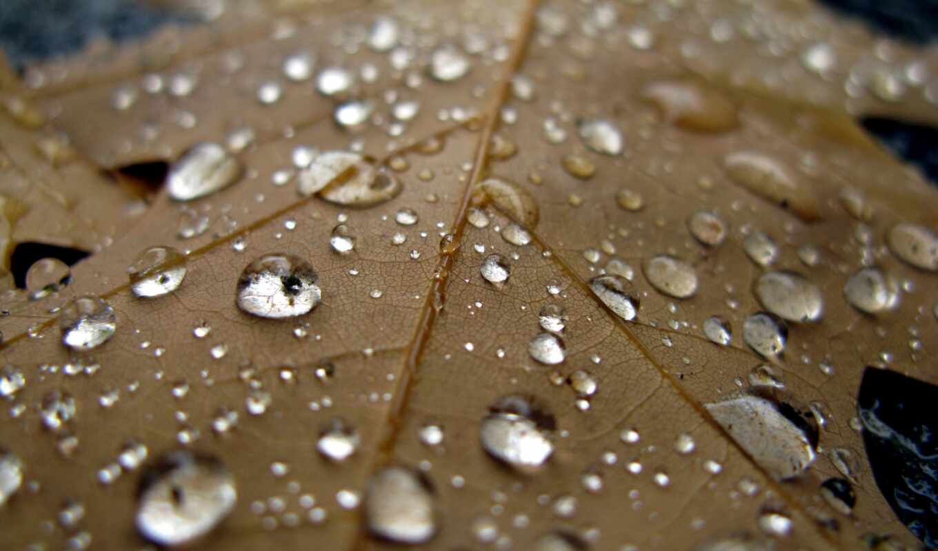 лист, cool, капли, дождь, макро, water, osen