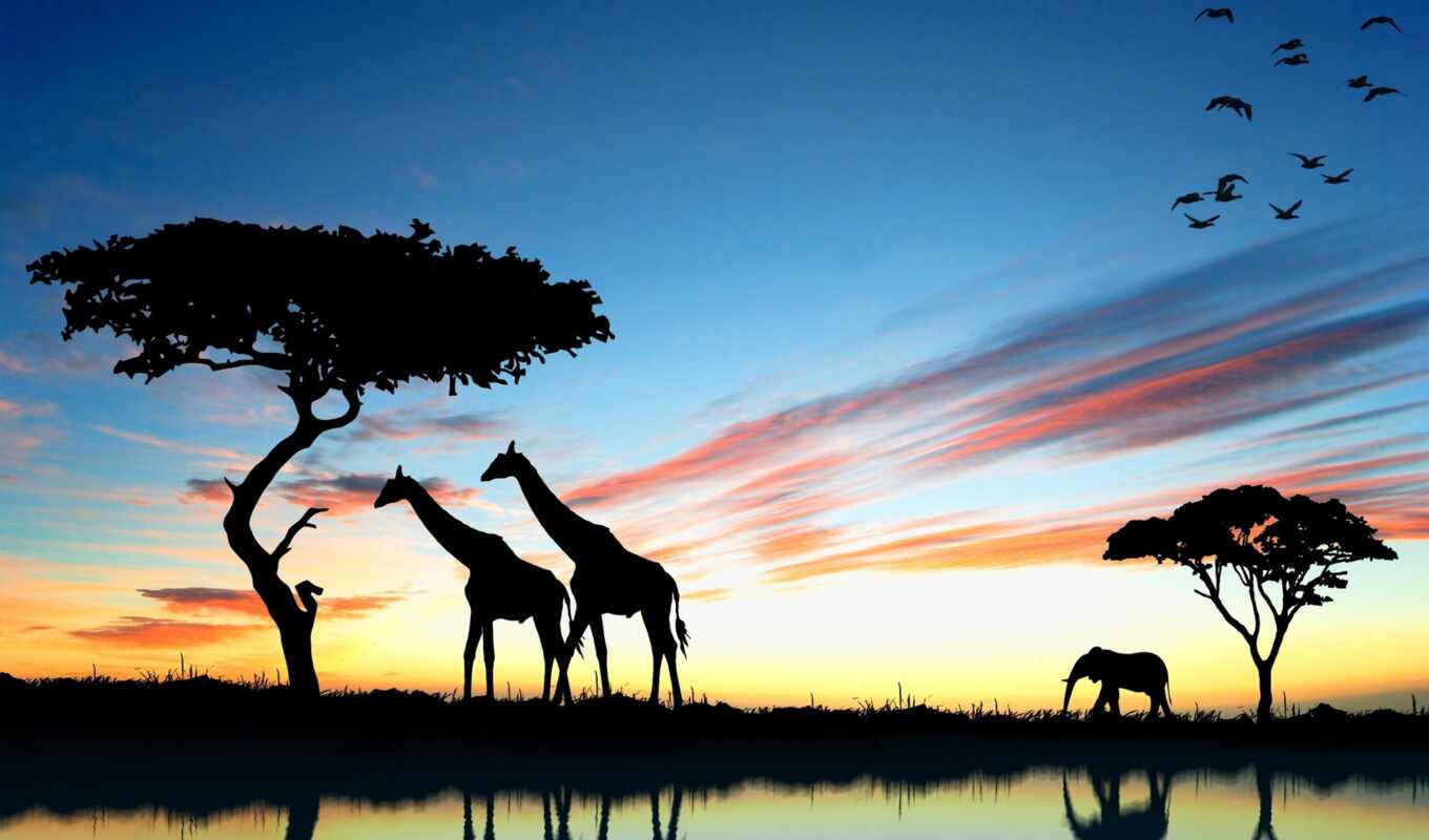 закат, слон, африка, жираф, сафари