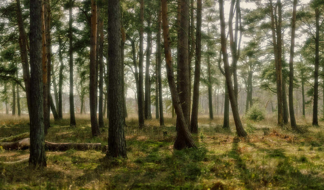 природа, full, свет, лес, лесу, trees, pine, финляндия