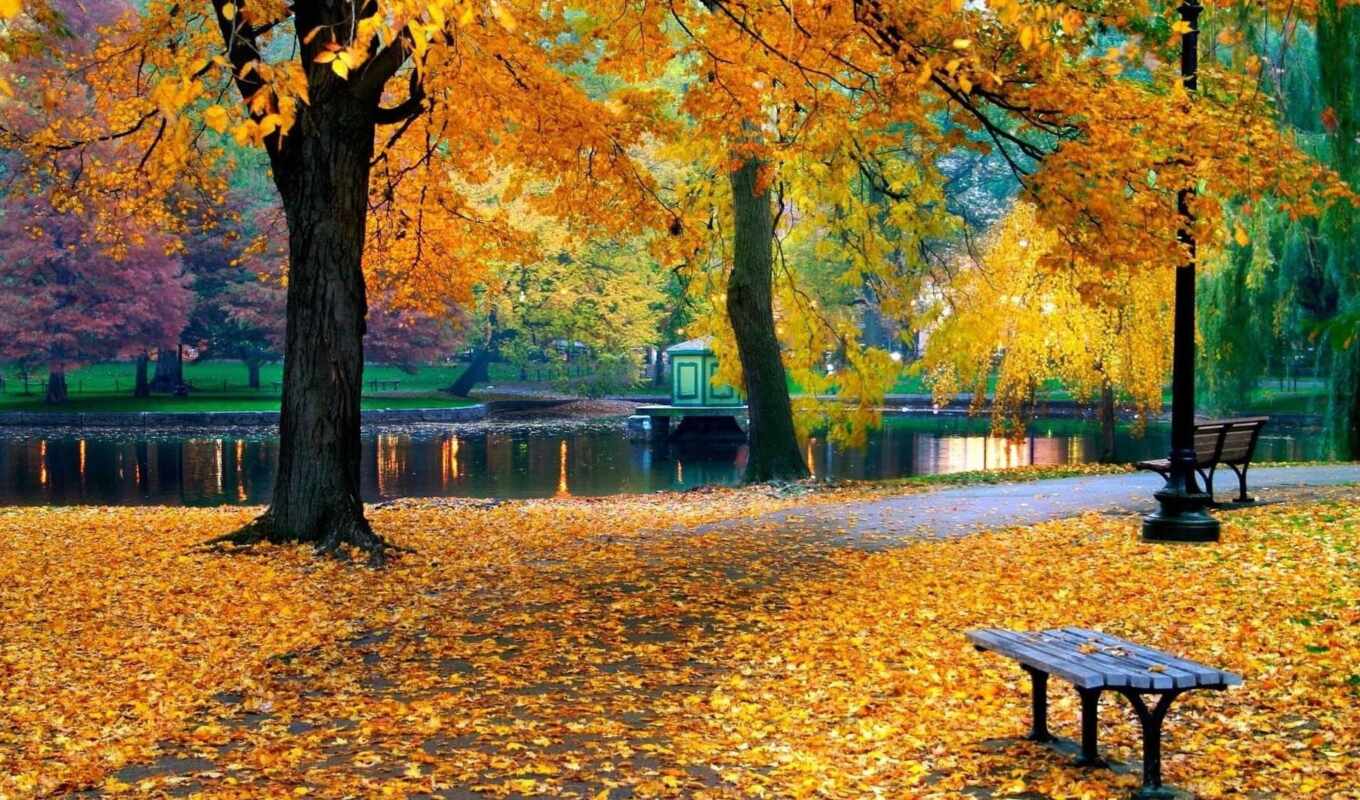 природа, осень, листва, пруд, park, trees, парке