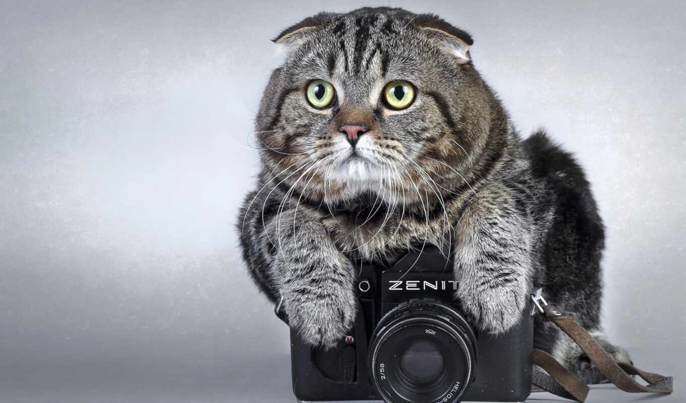 photo camera, cat, zenith, zhivotnye, summit, i'm sorry