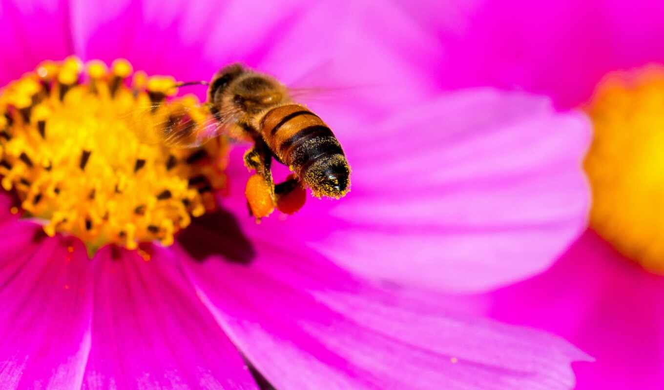 цветы, пчелка, макро, photography, мед, пчелы, hive