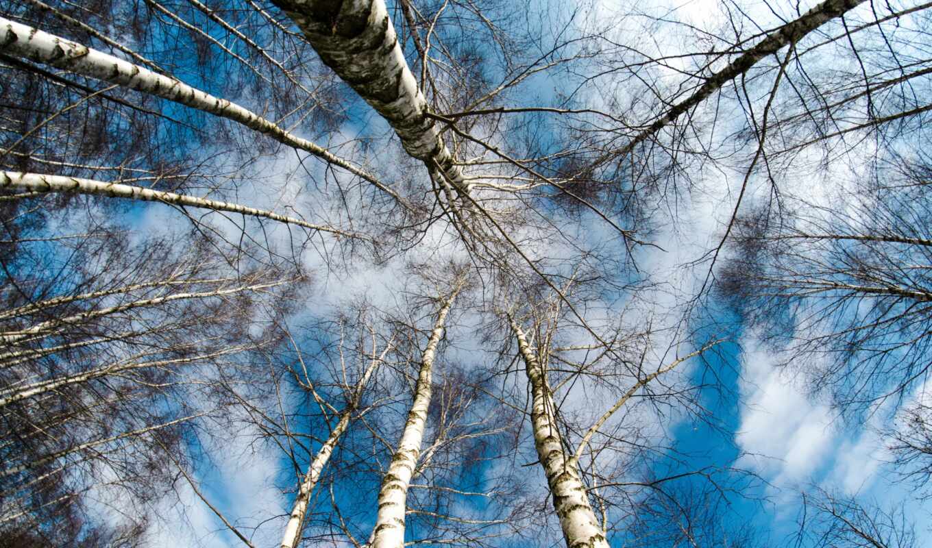 tree, forest, moscow, subject matter, which, day, two, early, birch tree, sin, term