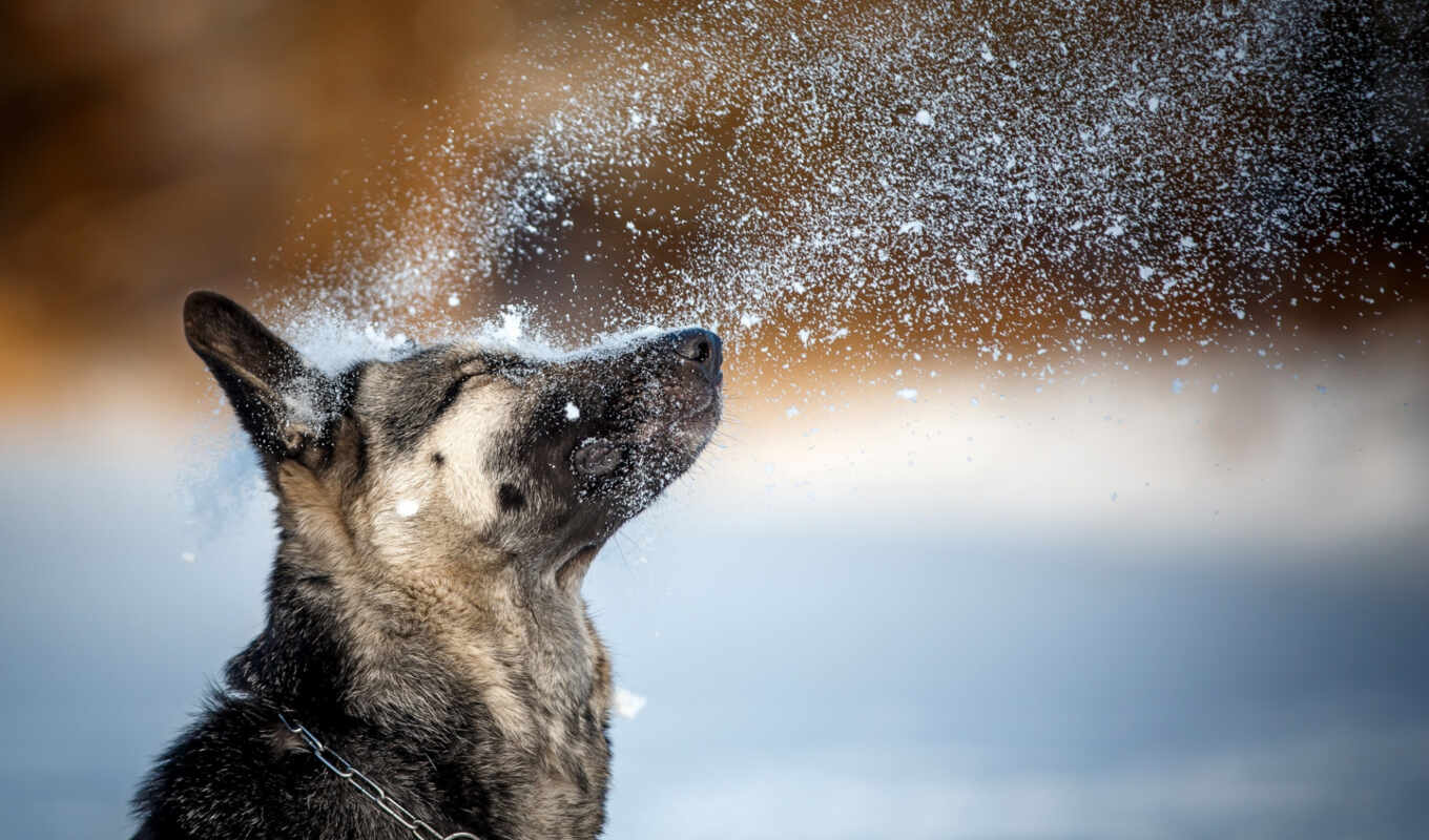 снег, winter, voco