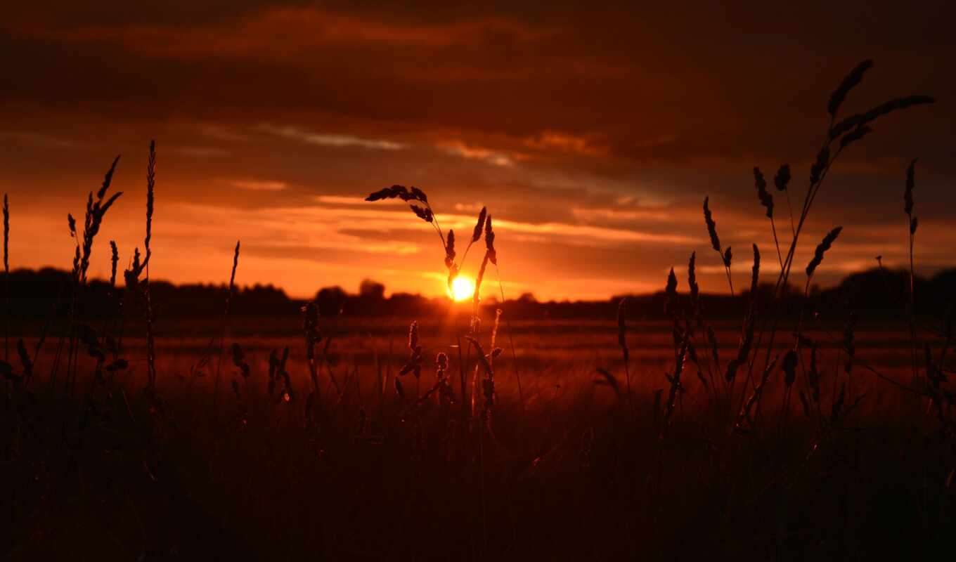 закат, поле, пшеница