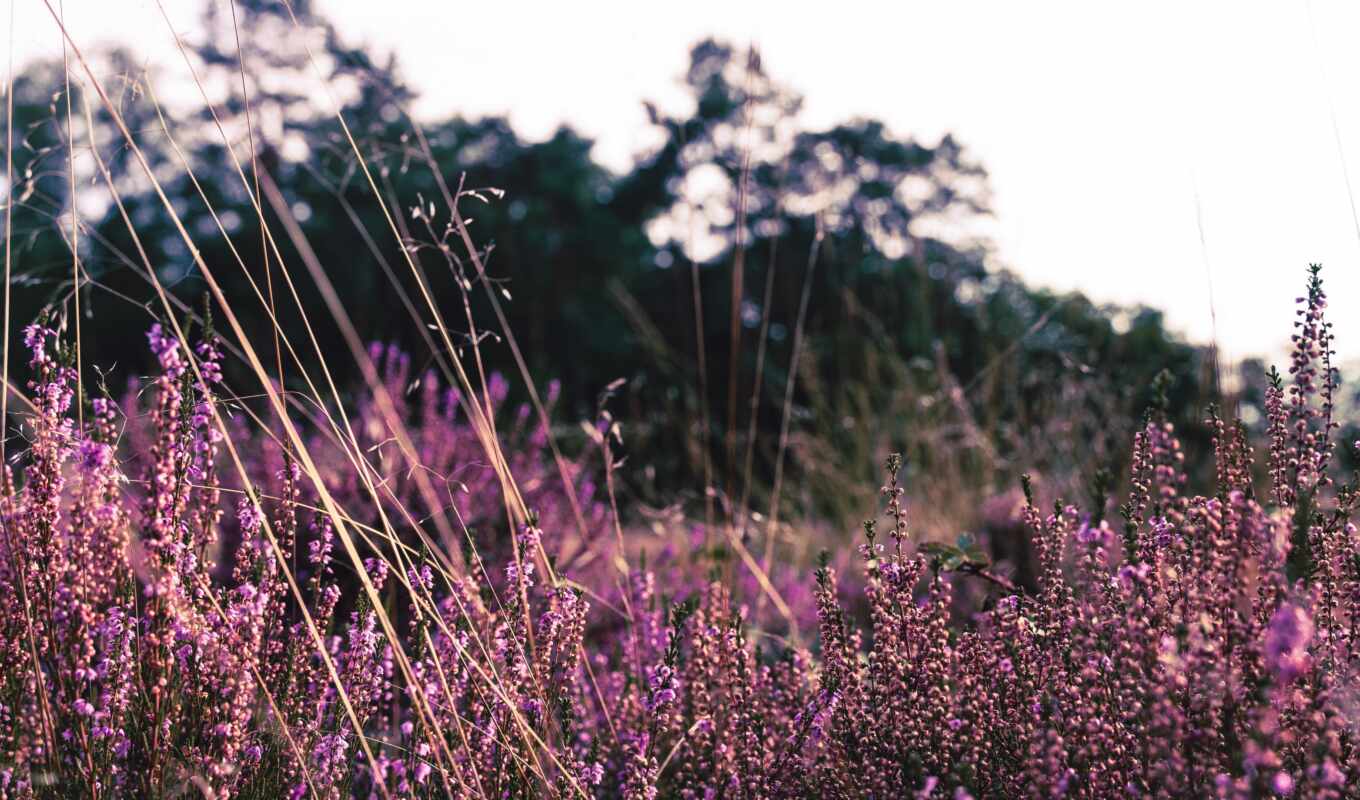 цветы, purple, поле