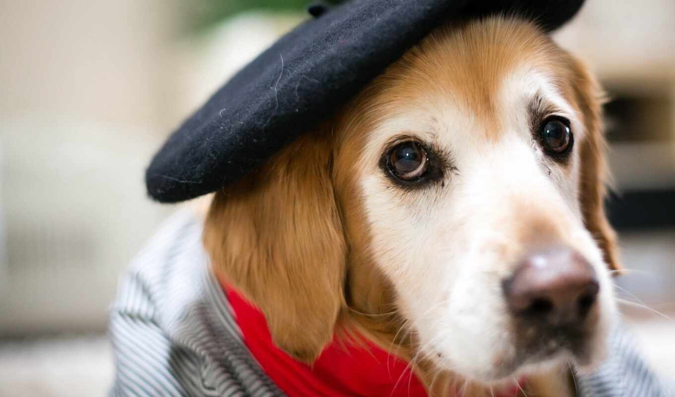шляпа, собака, щенок, animal, beagle, hound, why, rare, берет, млекопитающее
