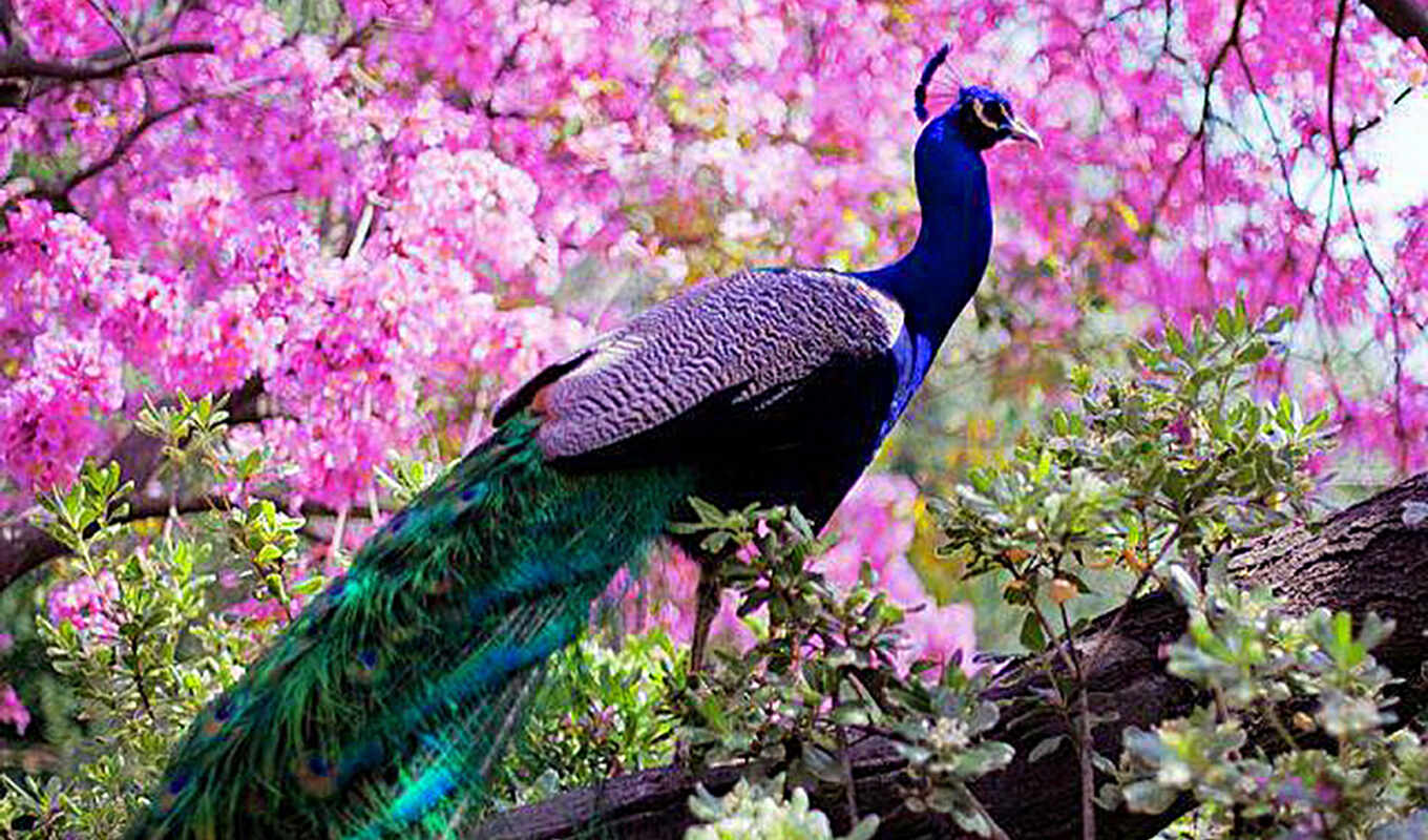 flowers, much, bird, animal, peacock, peafowl, buring