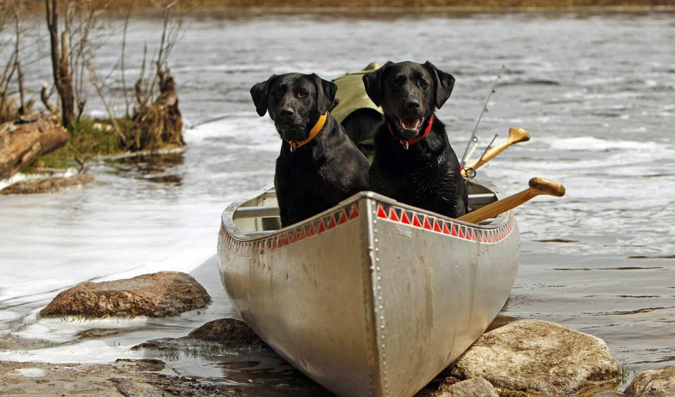 dogs, boat, dogs, postcard, births, dog, in the daytime, postcards, fish