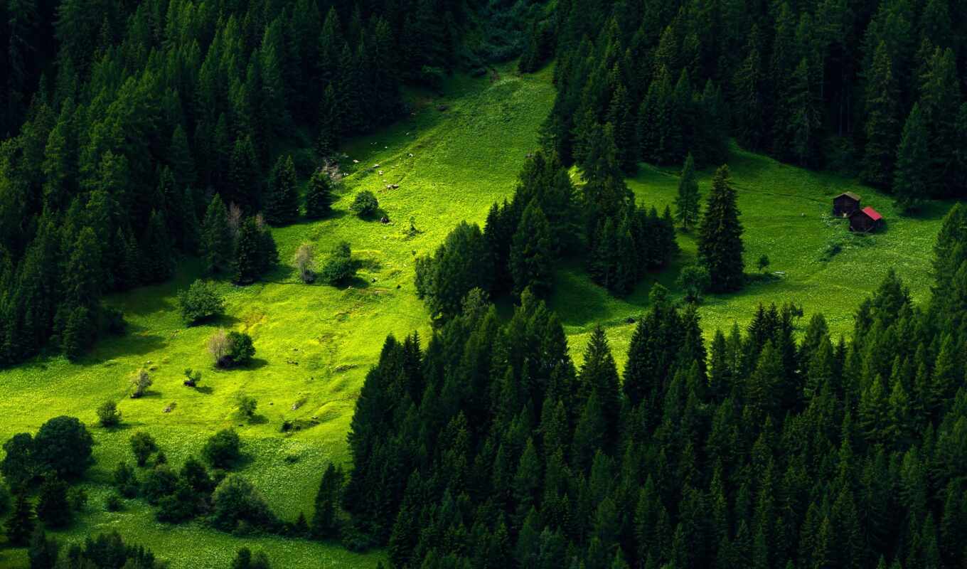 природа, desktop, pine