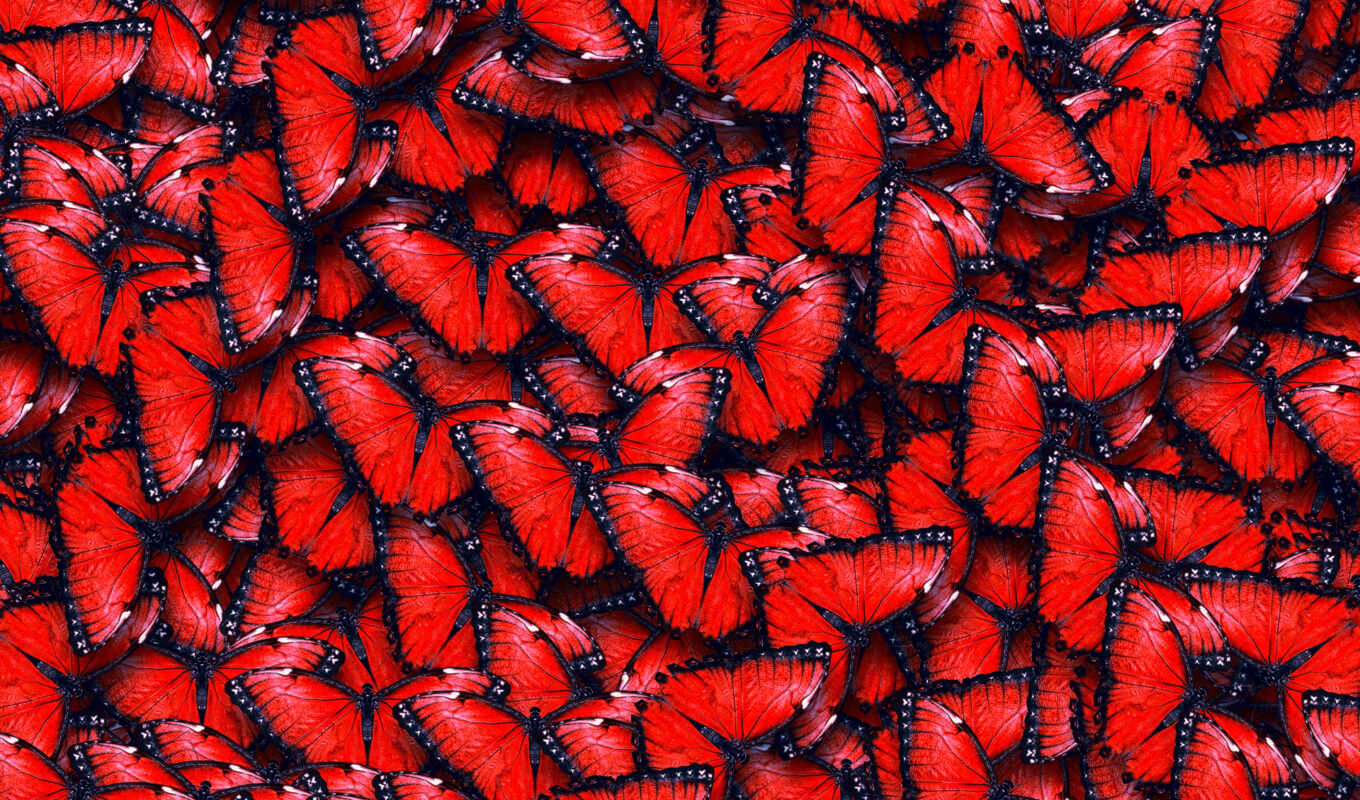 коллекция, широкоформатные, текстура, красные, красивые, уже, лучшая, загружено, бабочки
