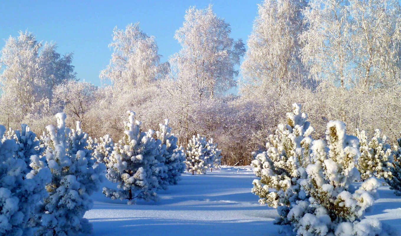 природа, картинка, снег, winter, года, time, молодых, посадки, сосенок