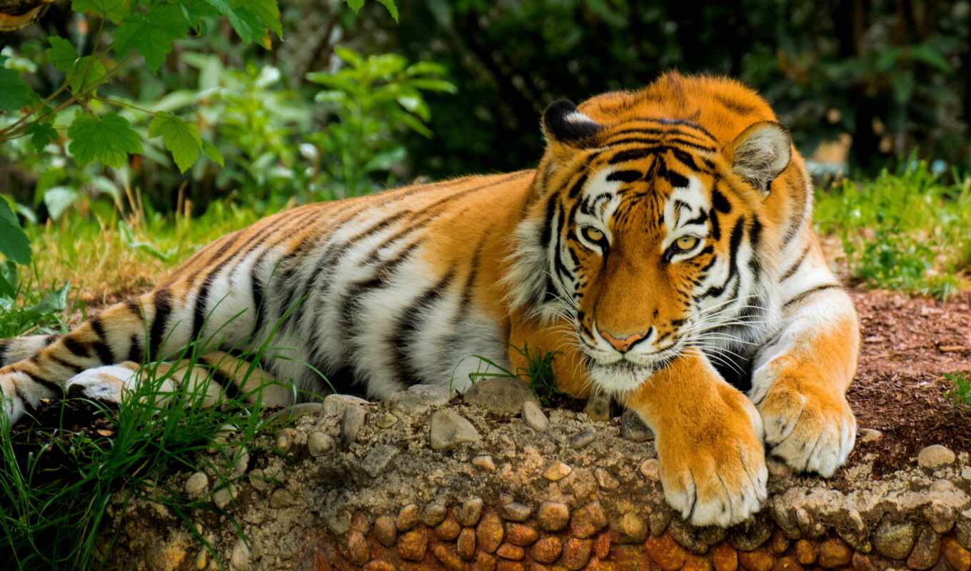 природа, art, взгляд, картинка, кот, заставки, поза, отдых, хищник, тигр, tigre