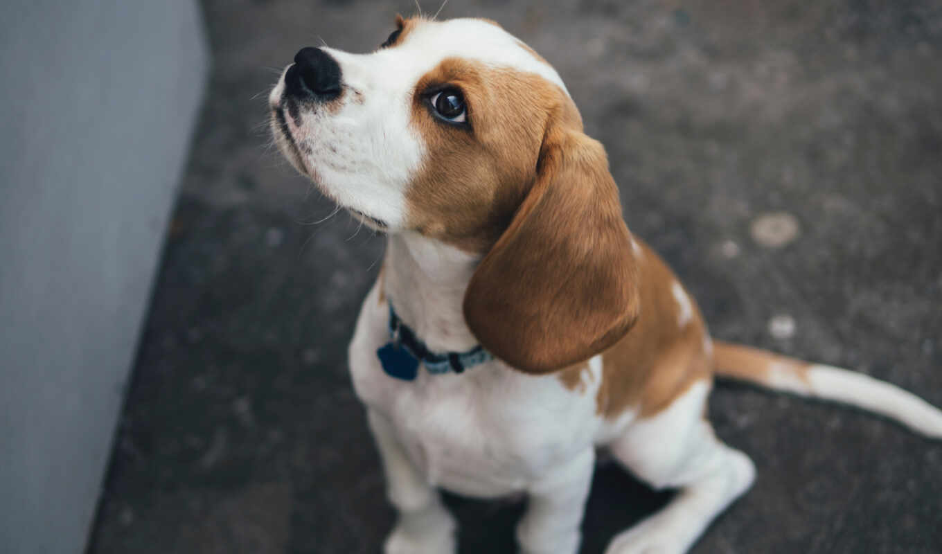 white, earrings, dog, long, brown, puppy, animal, beagle, fantasy, pet