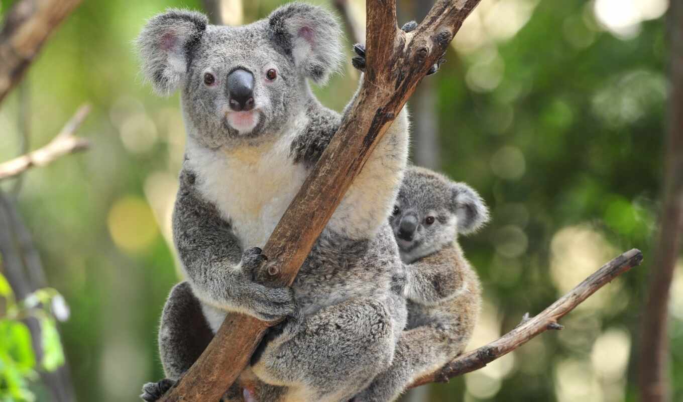 природа, дерево, австралия, animal, детёныш, slide, коала, сумчатый, travoyadnyi