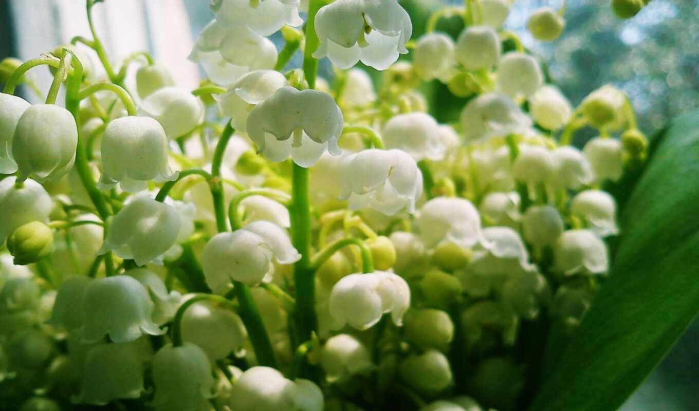 flowers, large format, spring, lilies of the valley, mood, bells, tulips, bouquet, here