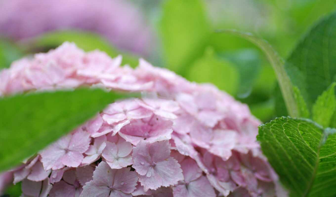 picture, to, subject, hydrangea, cvety, your computer, interesting, wallpapers, free