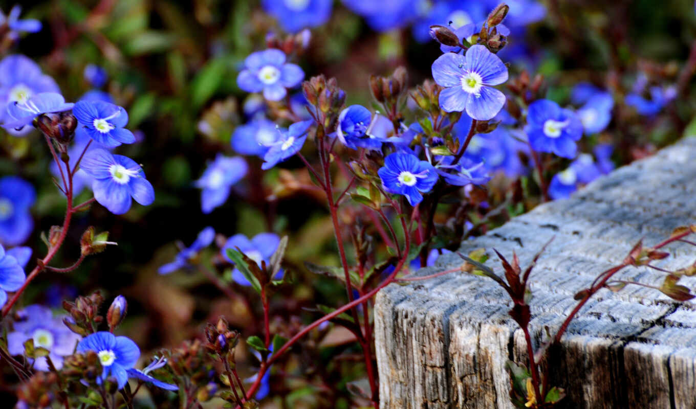 flowers, large format, macro, beautiful, blue, forget - me - nots, blue, cvety, petals