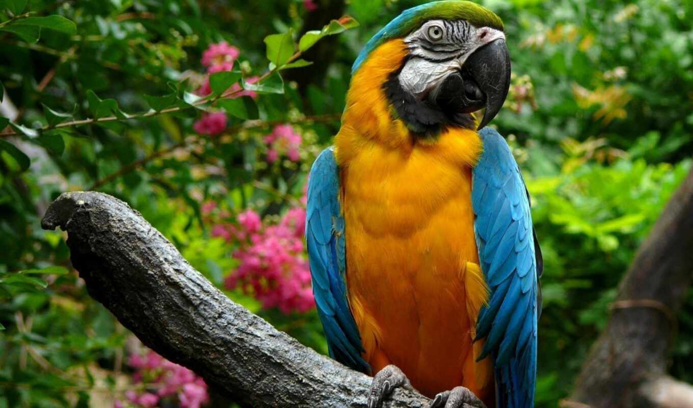 online, sits, time, scared, a parrot, яndex, card, zhivotnye, macaw, beautiful, resolved