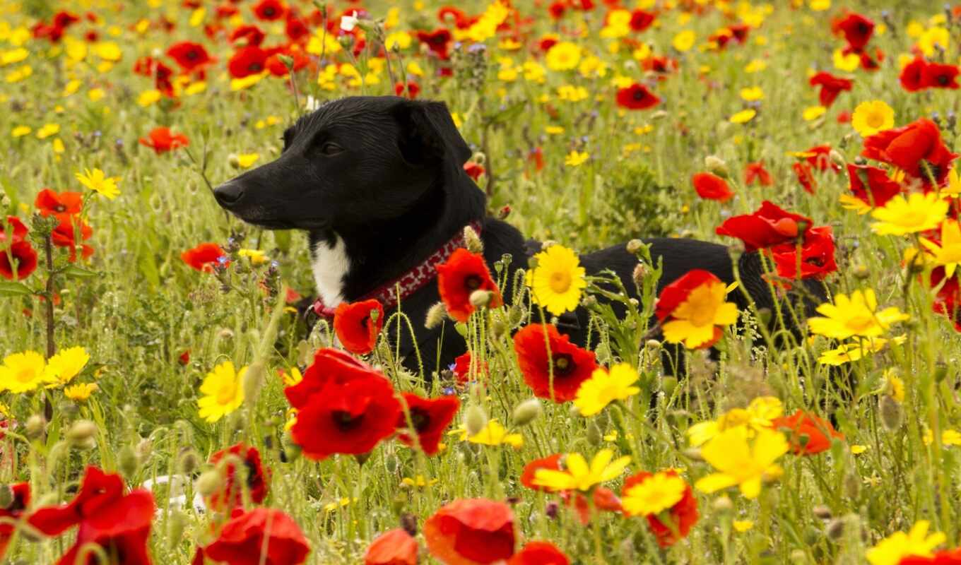 android, picture, dog, flowers, yellow, cvety, meadow, poppy