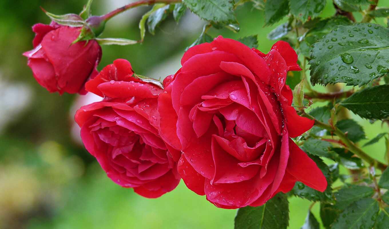цветы, роза, drop, red, розовый, листва, взлёт, тюльпан, cvety