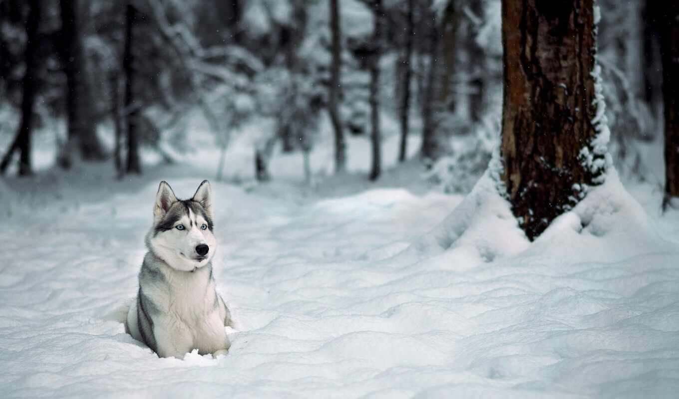 snow, winter, dog, puppy, husky, animal, siberian, sweetheart, husky