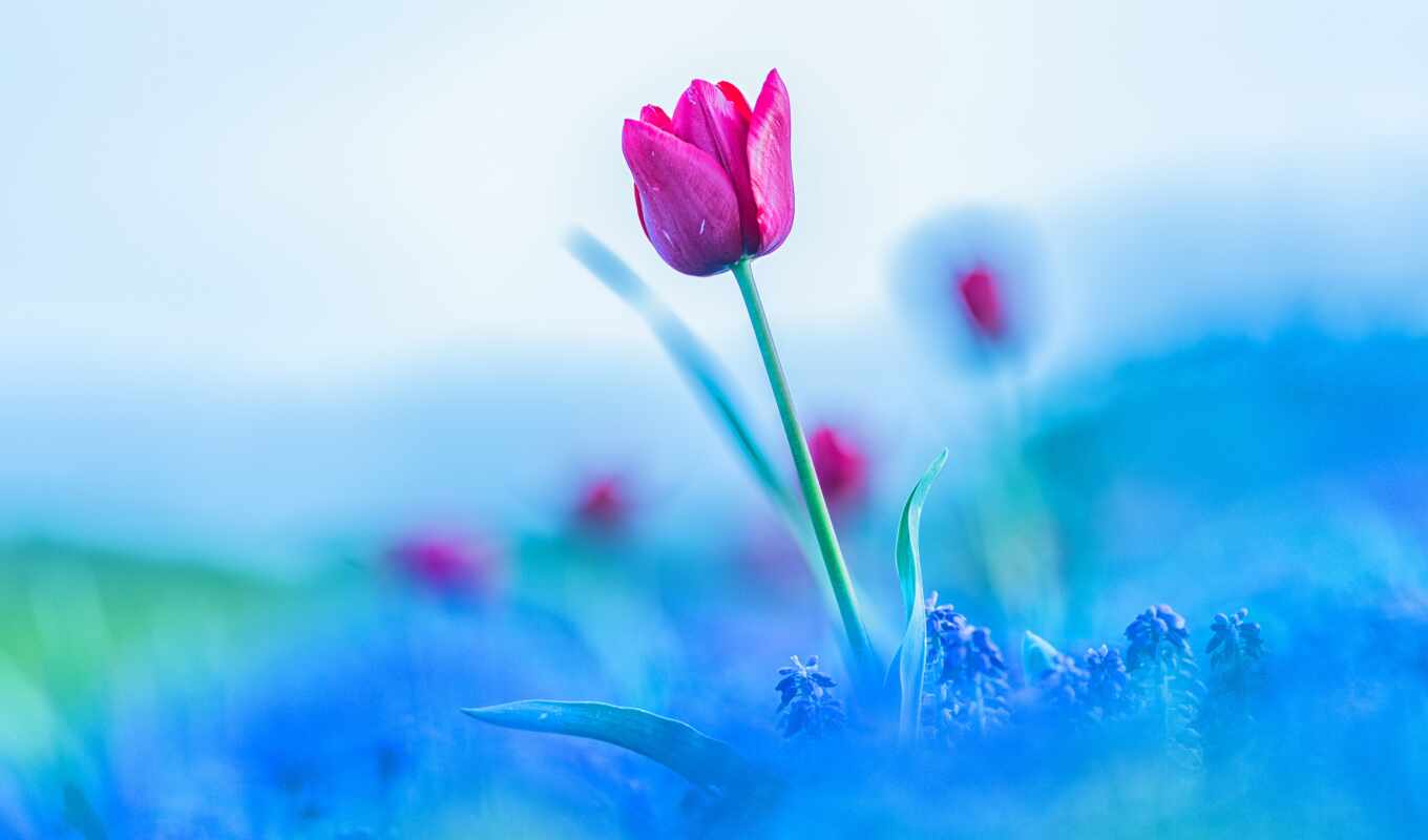 flowers, blue, garden, pink, plant, tulip, bud